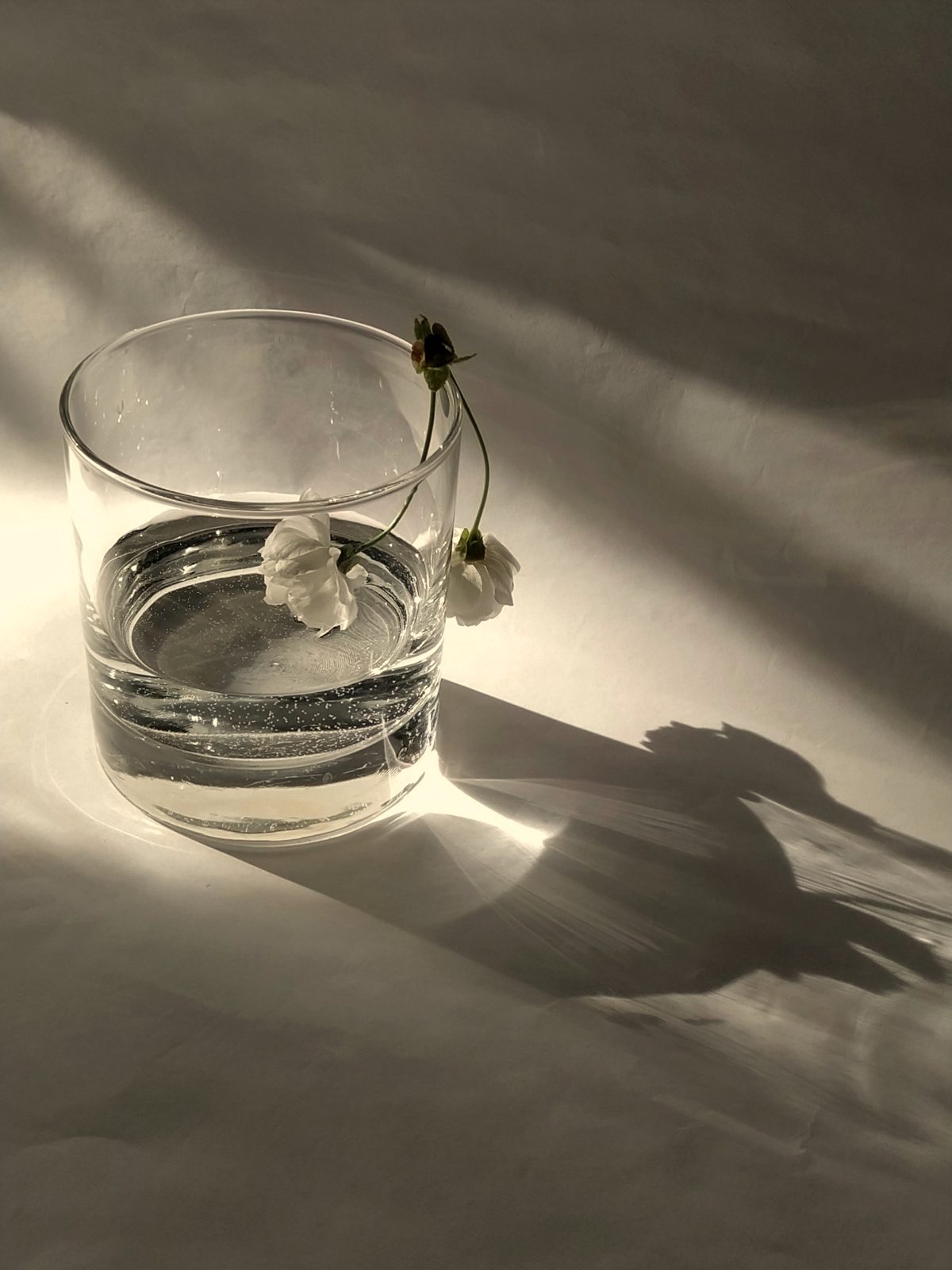 Copo d'água com flores brancas, a luz atravessando o vidro e se espalhando na mesa